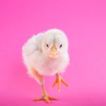 It’s Dance Like A Chicken Day: Here's What to Read!