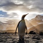 Why Writers Are Like Penguins by Hazel Prior