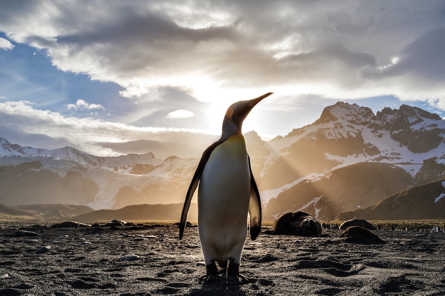 Why Writers Are Like Penguins by Hazel Prior