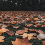 Authors share their favorite fall activity
