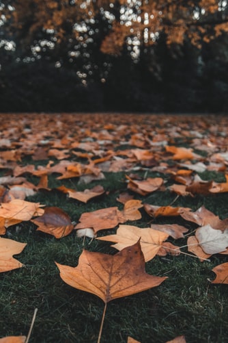 Authors share their favorite fall activity