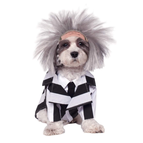 The Cutest Doggie Halloween Costumes You Will Ever See