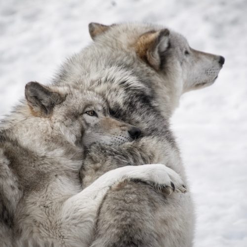 Trope Rec Tuesday 3 Wolves Searching for Their One True Love